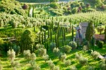 Olive groves and Italian Cyprus trees are seen at sunset in the Medieval Umbrian town of Orvieto.&nbsp;Italy.