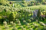 Olive groves and Italian Cyprus trees are seen at sunset in the Medieval Umbrian town of Orvieto.&nbsp;Italy.
