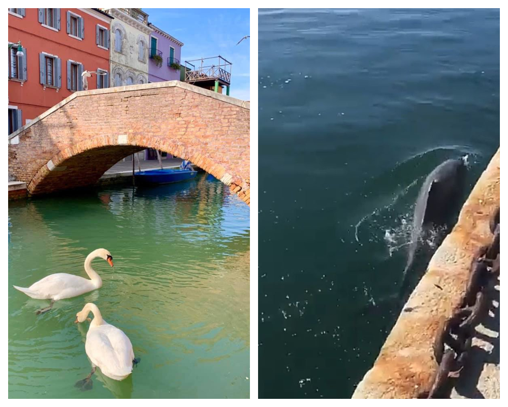 Swans Dolphins in Venice